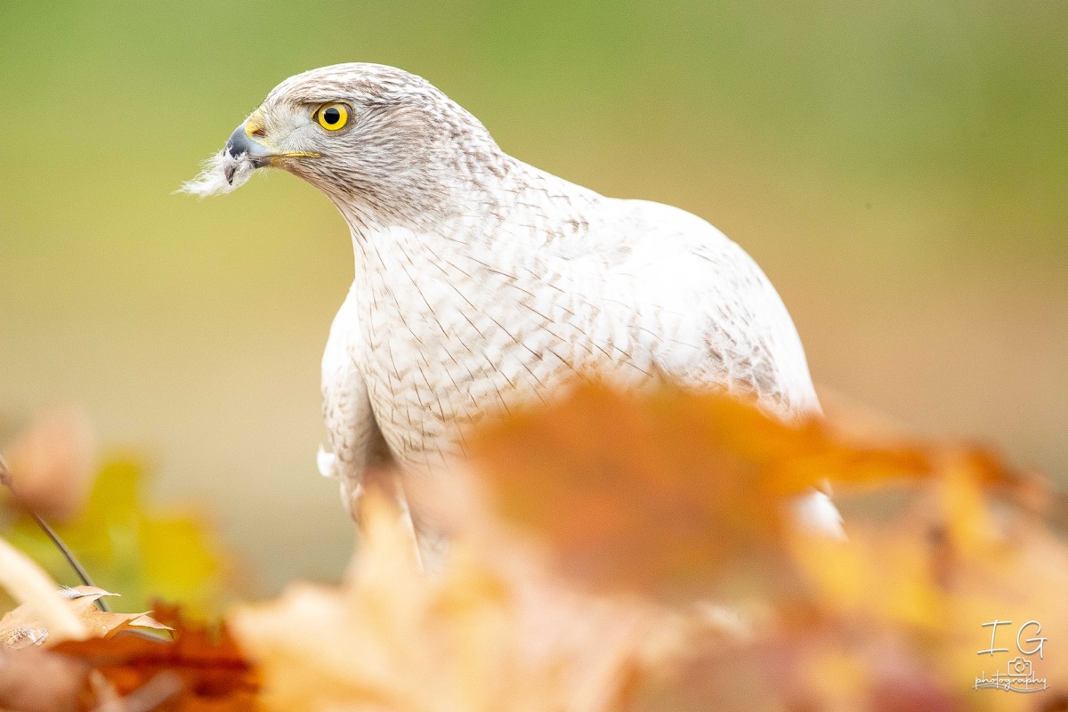 AK6I2394 31 oktober 2021 1629 37